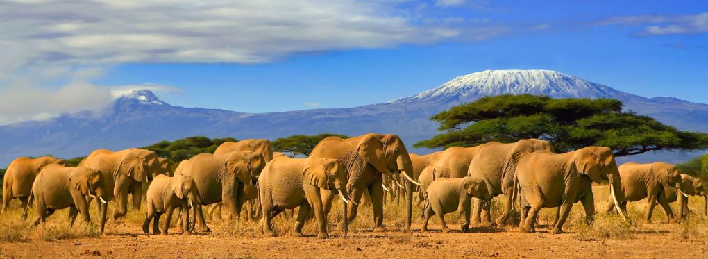 Сафари Африка