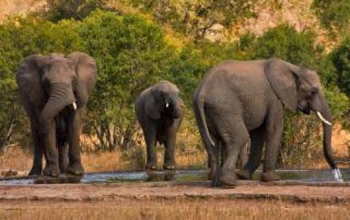 ЮЖНА АФРИКА с Национален парк Крюгер –ЗИМБАБВЕ с водопада Виктория – БОТСВАНА с Национален парк Чобе! Рев на диви животни и грохот на водопади!  БЕЗ ВИЗИ ЗА ЮАР!